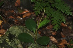 Peperomia obtusifolia