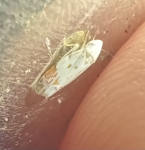 Eratoneura stephensoni photo 4