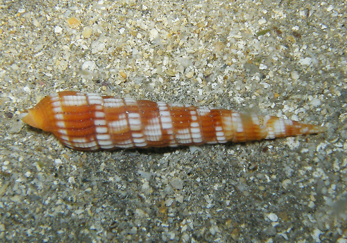 Myurella nebulosa observed 2010-10-07