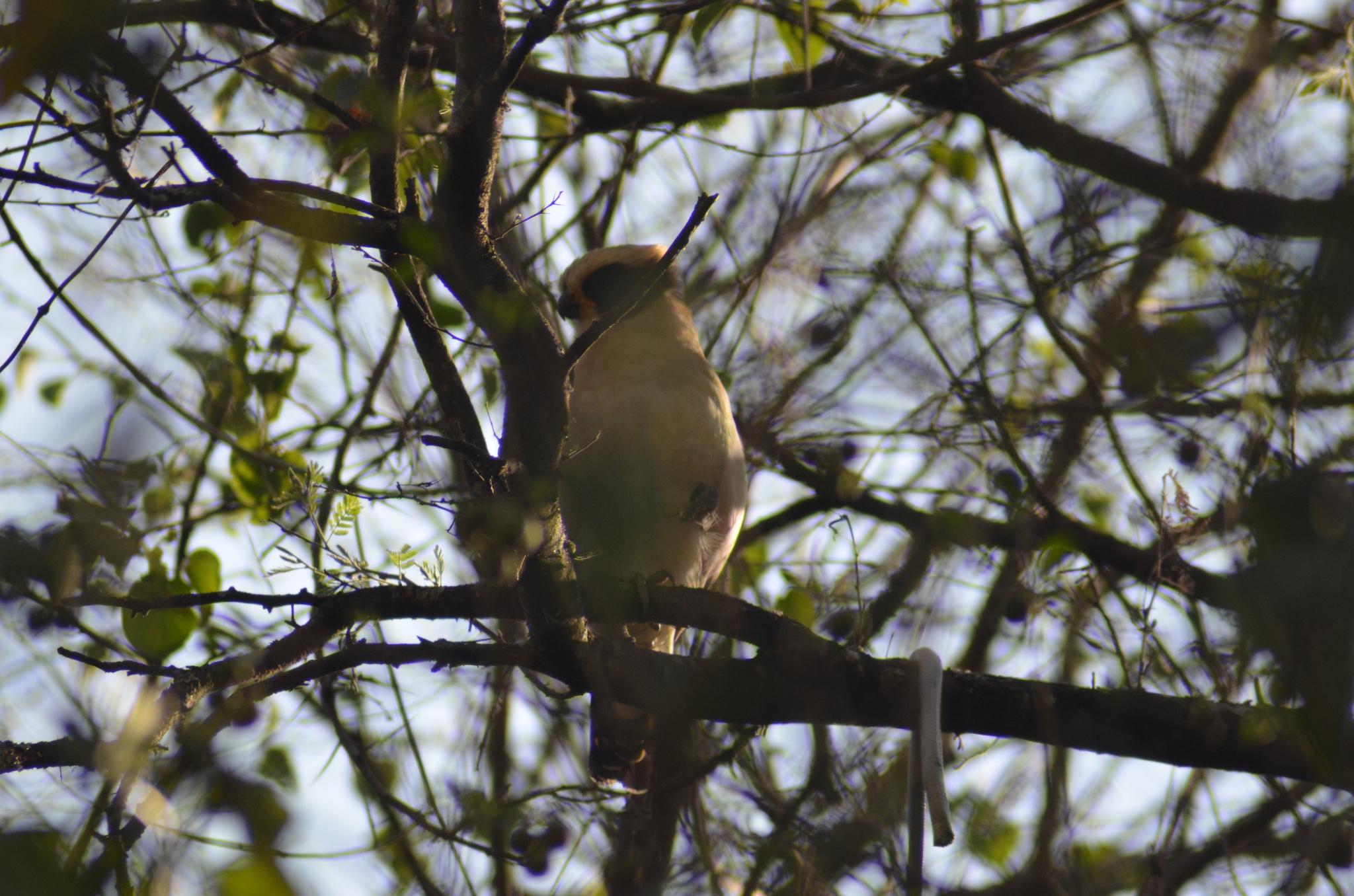 Herpetotheres cachinnans image