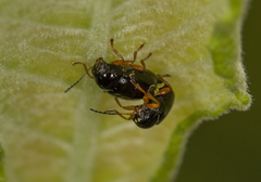 Cryptocephalus ocellatus