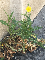 Sonchus oleraceus