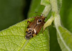 Deraeocoris flavilinea