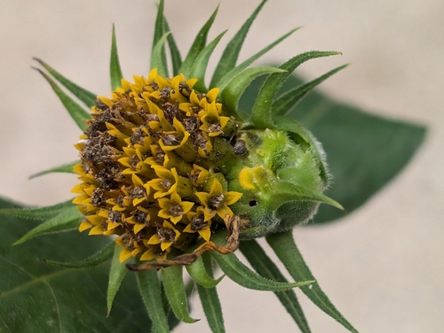 Asphondylia helianthiflorae