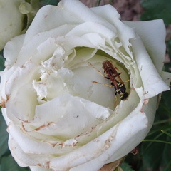 Polistes bucharensis