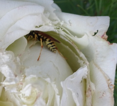Polistes bucharensis