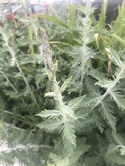 Angiospermae