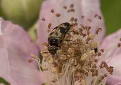 Variimorda villosa