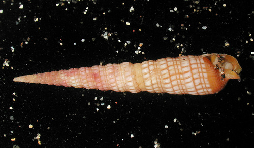 Terebra babylonia observed 2013-04-21