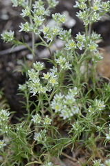Scleranthus