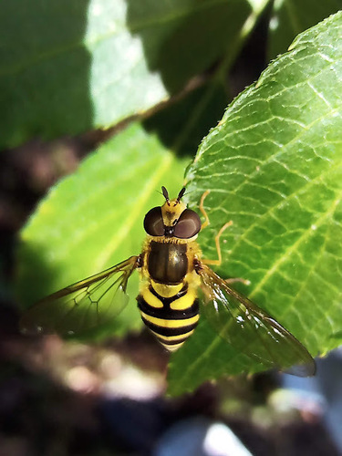 Eastern Flower Fly photo 2
