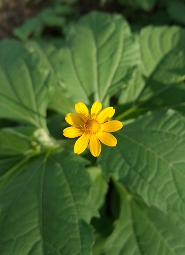 Gold Medallion (Melampodium divaricatum)