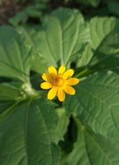 Acahual amarillo