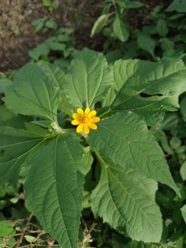Acahual amarillo (Melampodium divaricatum)