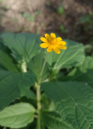 Acahual amarillo (Melampodium divaricatum)