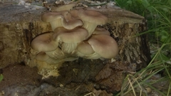Pleurotus cornucopiae