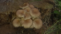 Pleurotus cornucopiae