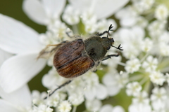 Anisoplia