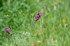Gladiolus tenuis