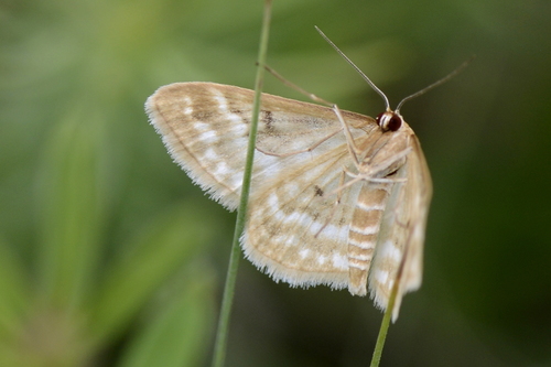 Idaea sericeata