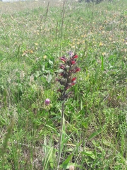 Pontechium maculatum