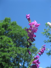 Gladiolus tenuis