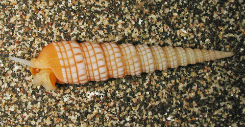 Terebra babylonia observed 2013-05-19