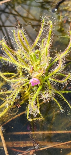 Drosera indica iNat (3)