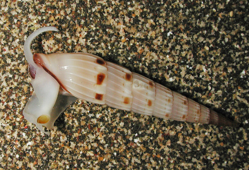 Hastula matheroniana observed 2013-05-18