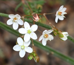 Pharnaceum aurantium