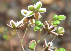 Pharnaceum aurantium