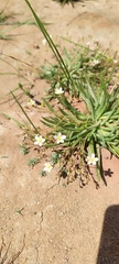 author not stated, no rights reserved Phemeranthus napiformis, photograph author not stated, no rights reserved
