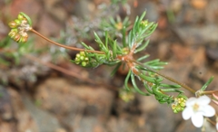 Pharnaceum aurantium