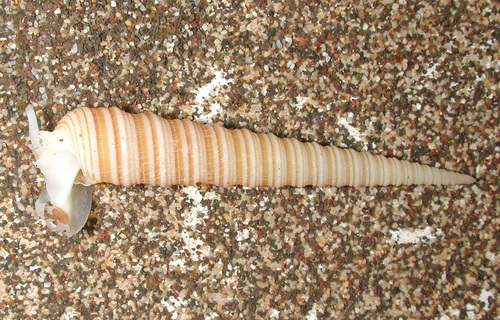 Terebra funiculata observed 2013-07-01