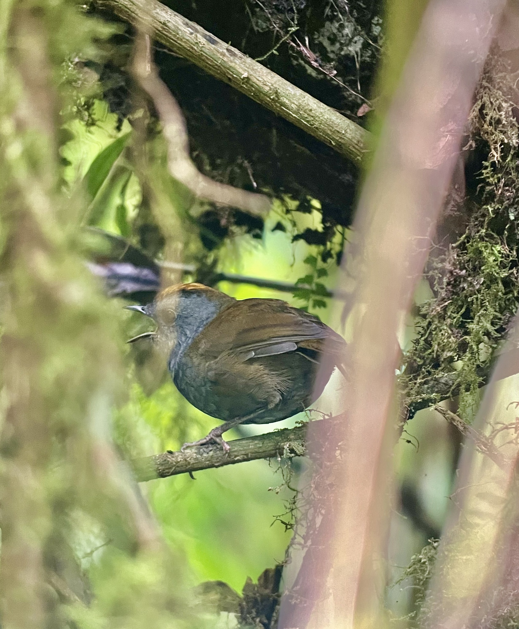 Wrenthrush (Zeledonia coronata), photo 2