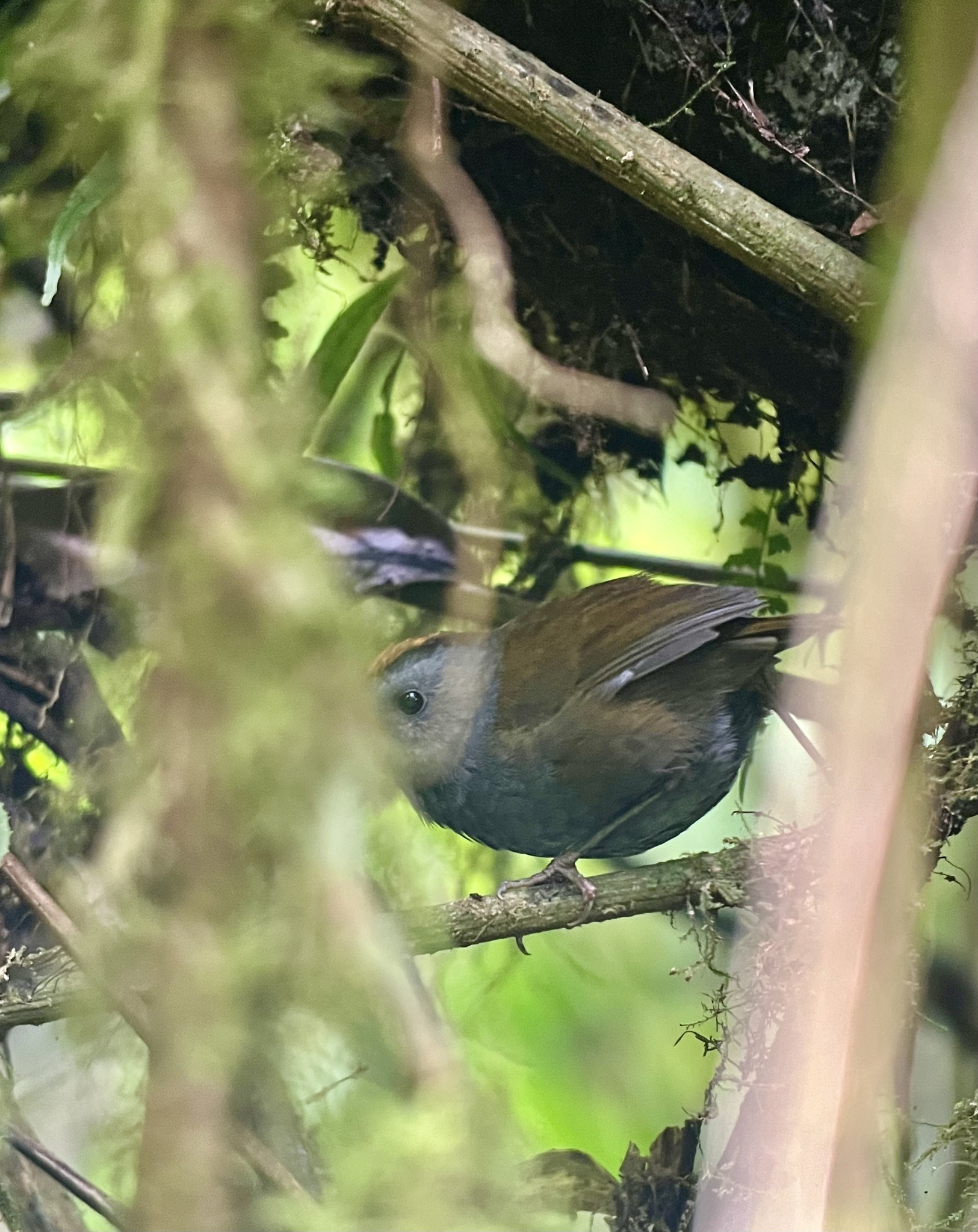 Wrenthrush (Zeledonia coronata), photo 3
