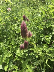 Trifolium rubens