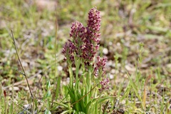Anacamptis coriophora fragrans