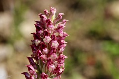 Anacamptis coriophora fragrans