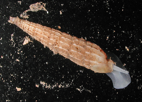 Punctoterebra nitida observed 2015-06-18