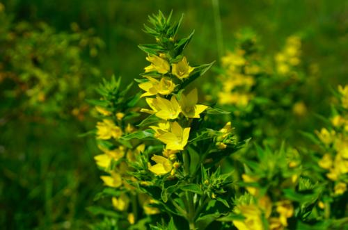 Lysimachia punctata