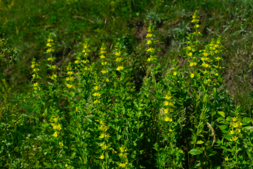 Lysimachia punctata