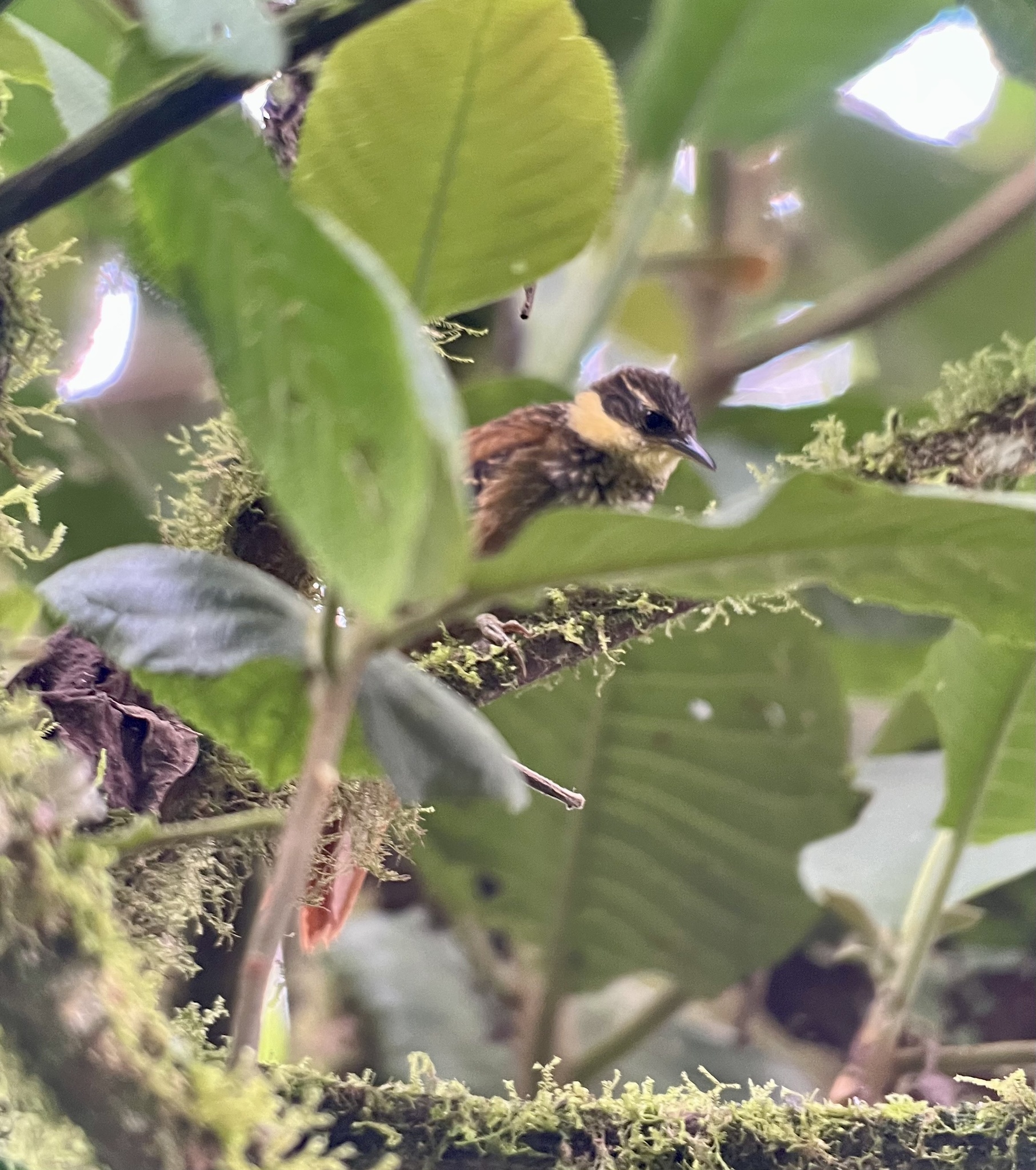 Buffy Tuftedcheek (Pseudocolaptes lawrencii), photo 7