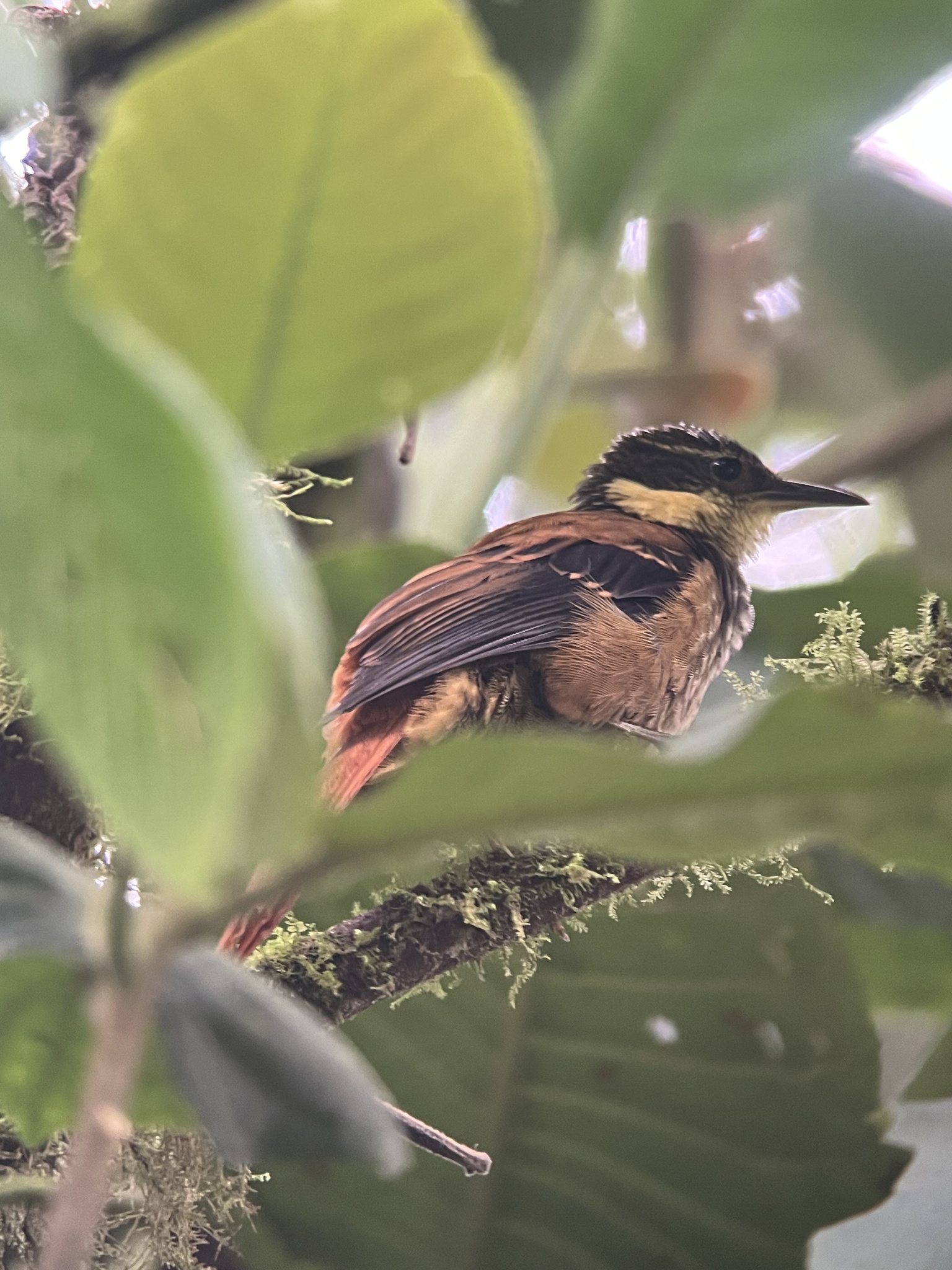 Buffy Tuftedcheek (Pseudocolaptes lawrencii), photo 6