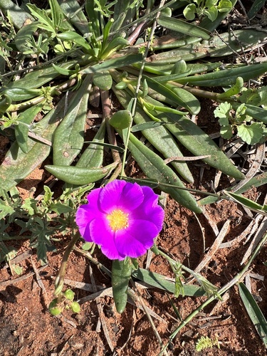Parakeelya (Calandrinia balonensis)