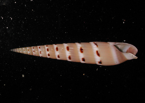 Hastula strigilata observed 2016-04-06