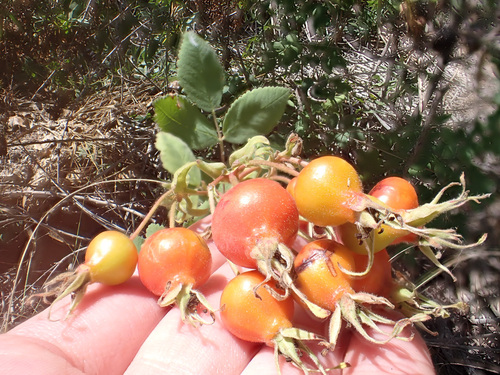 iNaturalist observation photo of California Wild Rose