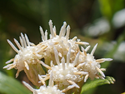 iNaturalist observation photo of mule fat