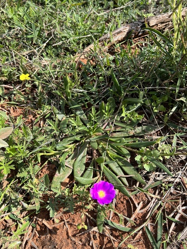 Image of Calandrinia balonensis by (c) Lucas Christofides, some rights reserved (CC BY)