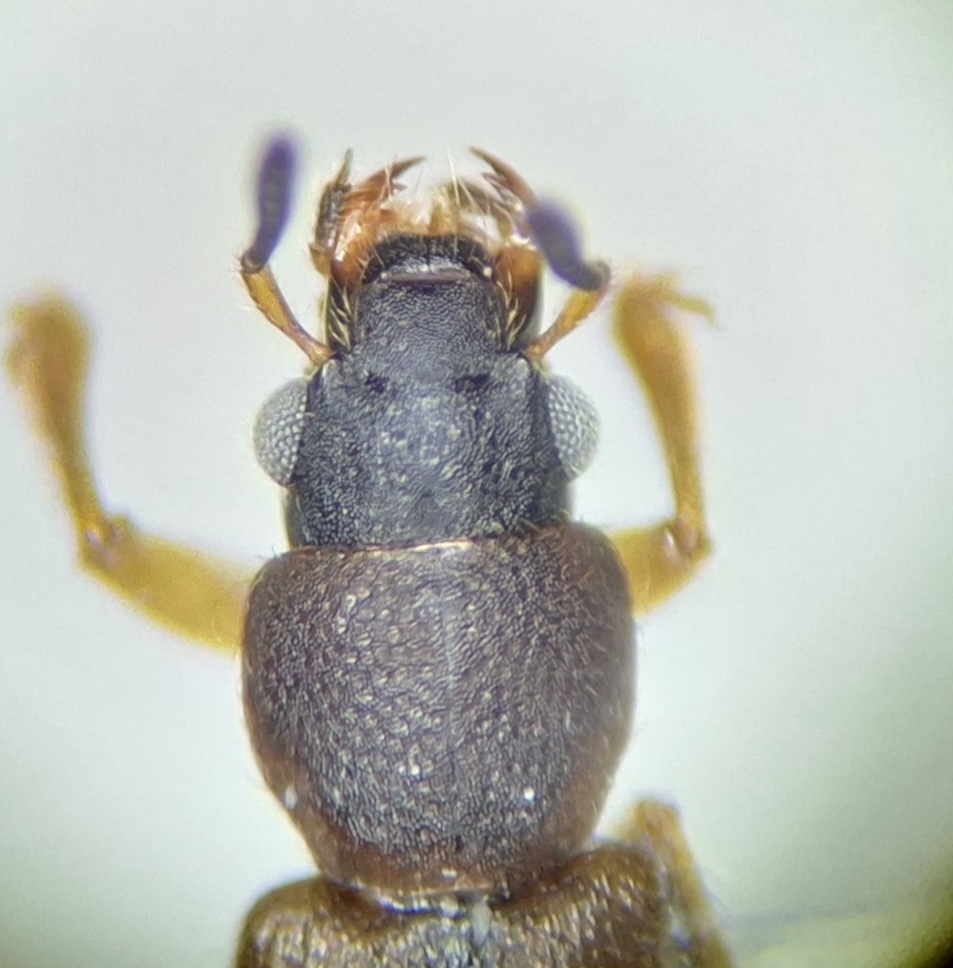 Bledius ruficornis